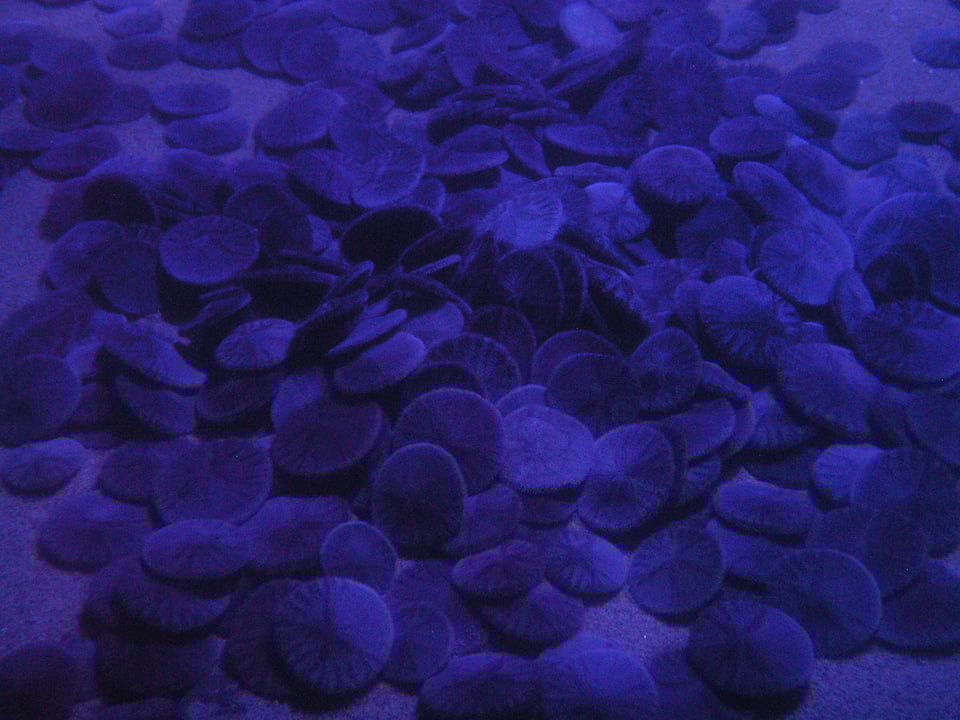 Fuzzy sand dollars gather at the bottom of a black light tank at the Monterey Bay Aquarium.