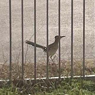 A grainy photo of a beautiful roadrunner