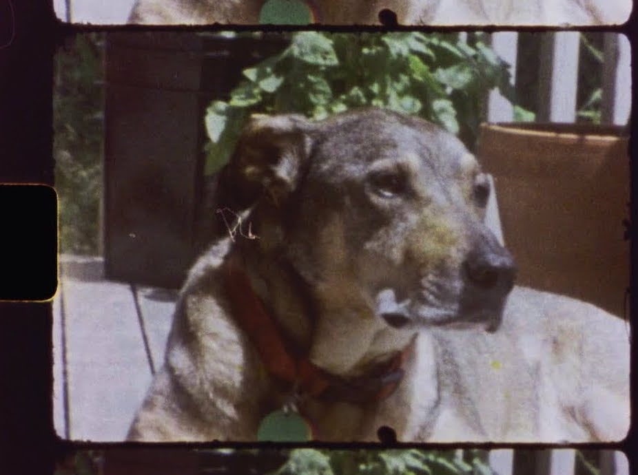 NEW VIDEO - Fazed on a Pony - Flashes