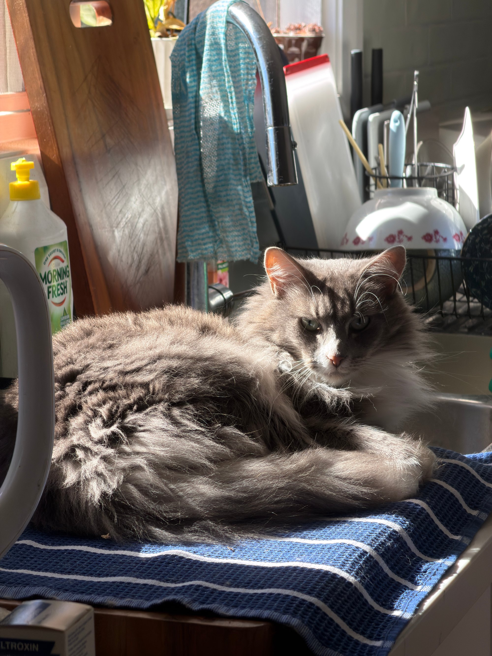 gandalf