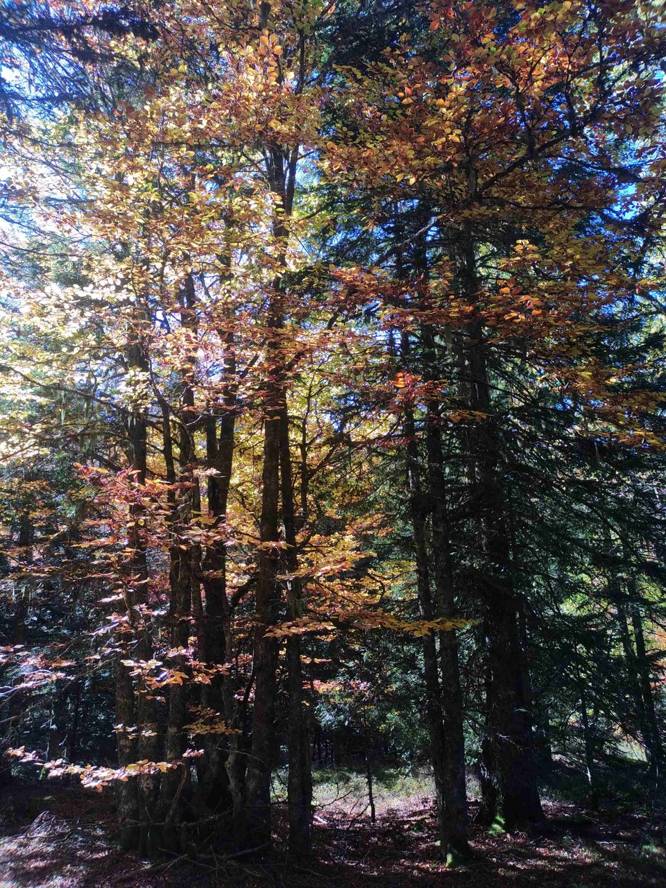 Forêt mixte en automne à 1500 mètres d'altitude.