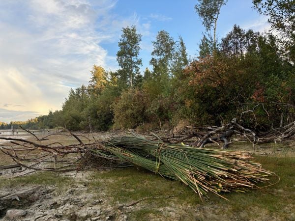 Bulrush harvest, piled up on the edge of a forest