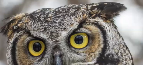 OWL EYES