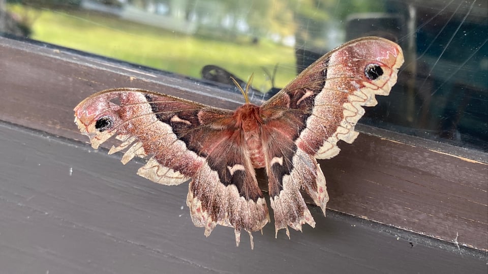 a beautiful big Promethea silkmoth, with rosy colored wings with yellow edges, big eyes at the tip of each wing, and dark red inner wings.