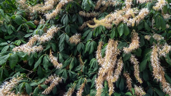 Flowers practically drip off the Bottlebrush Buckeye in the summer.