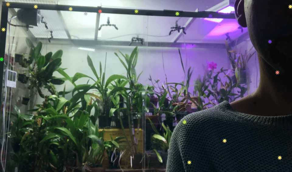 A person stands in front of many orchids growing together under purple grow lights. The person is shrouded in shadow, with only half of their body caught in the frame.