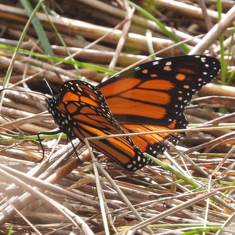 Ah, the beautiful monarch butterfly. We’ll see them delicately landing on many prairie plants this month. / Photo by Steve Dietz