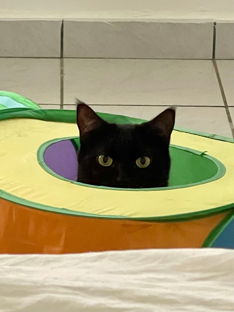 A black cat pokes her head out the top of a colorful play tunnel, only the top half of her face is exposed