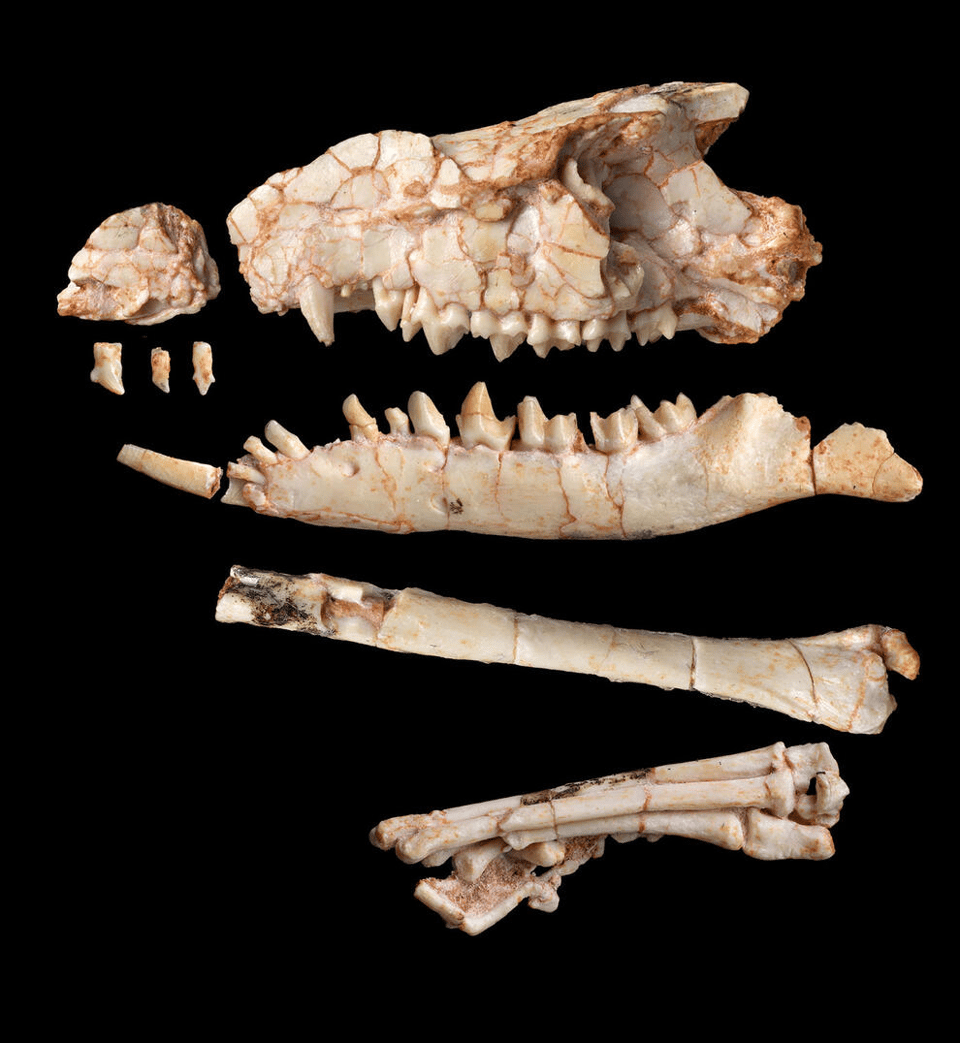 Ancient Mammal Skull Solves a Fossil Mystery