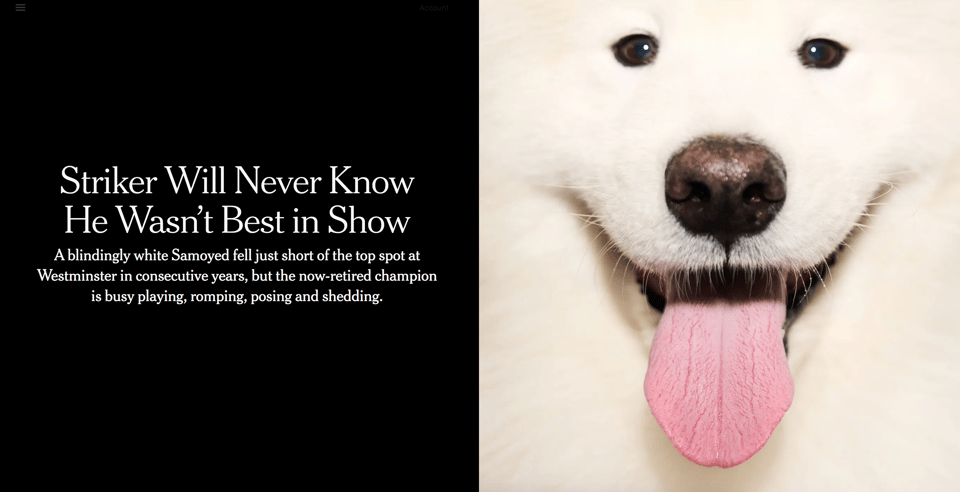 A New York Times headline that says "Striker Will Never Know He Wasn't Best in Show" and an extreme close up photo of a smiling samoyed's face.