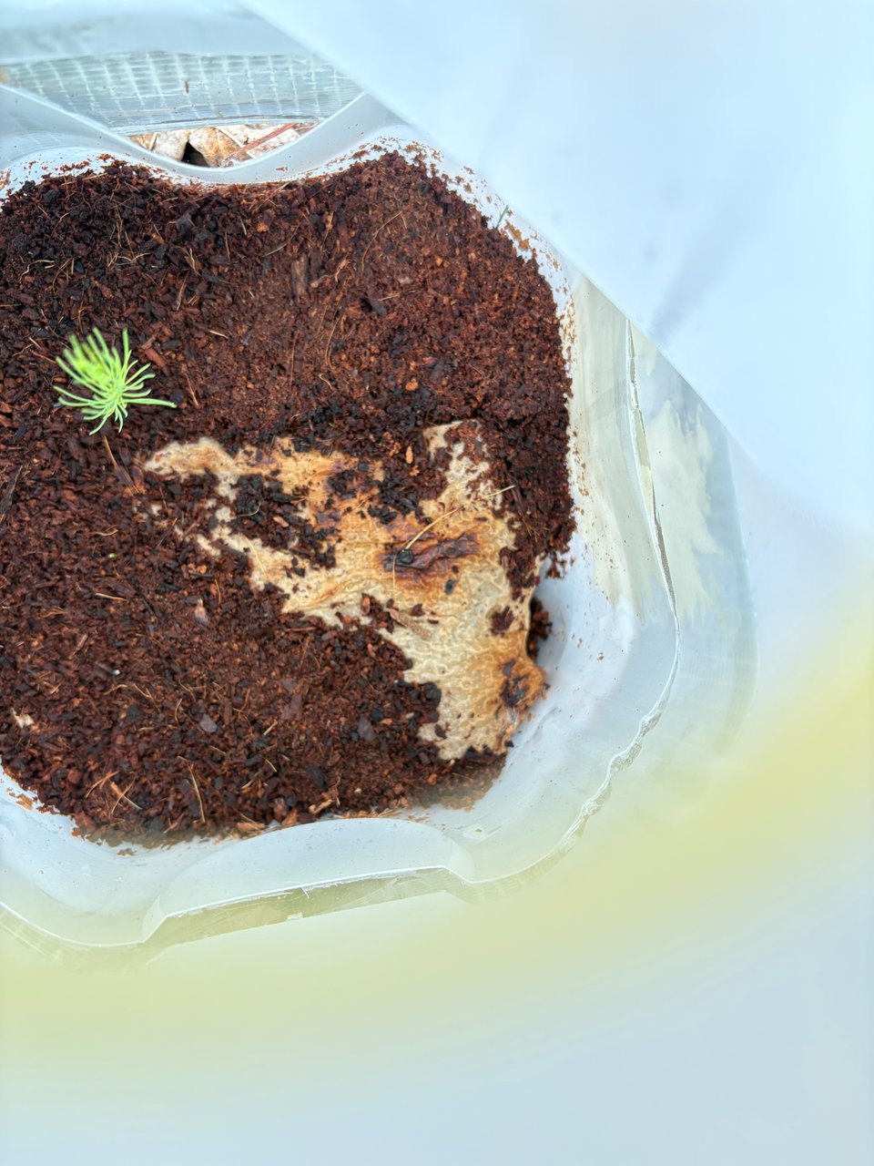 One lone asparagus seedling inside the winter sowing setup