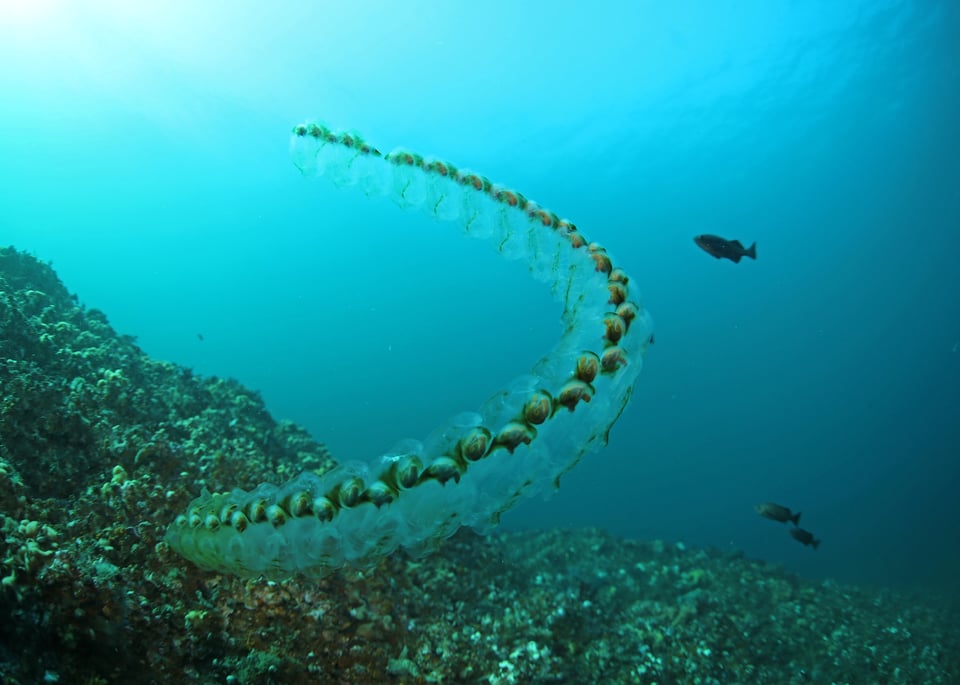stranger in the salps