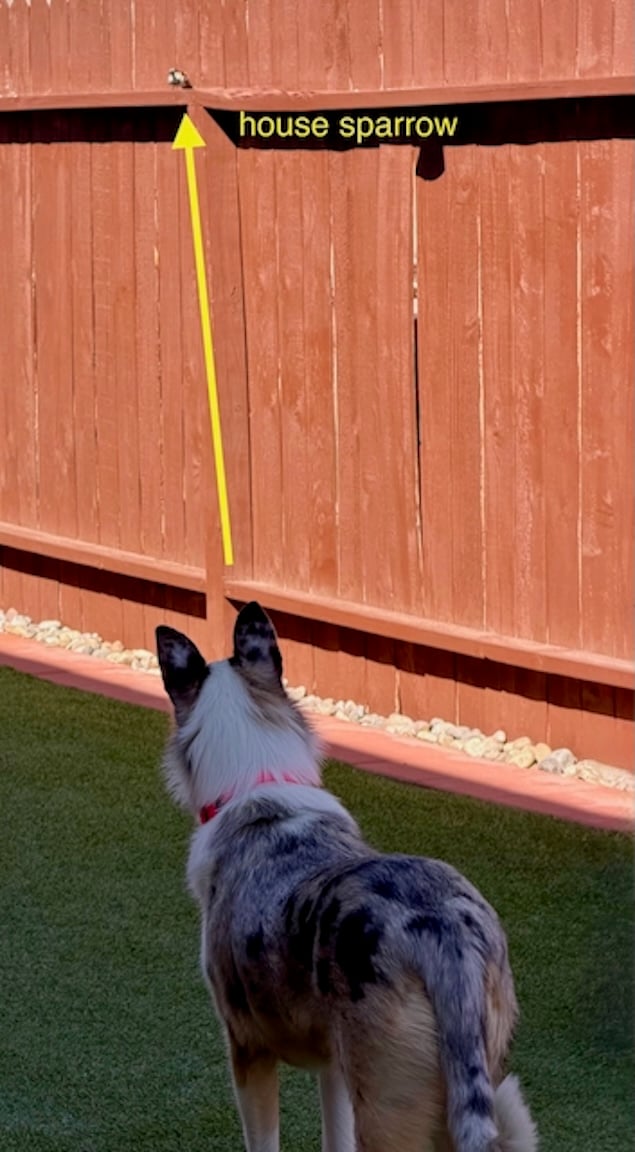 Tiny House Sparrow sitting on ledge of red fence. Opal standing and watching, her back to the camera.