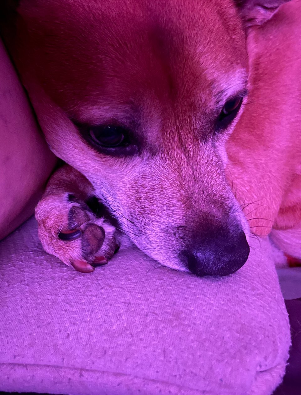 Kizu in pink light, curled up on a pillow with her paw twisted underneath her muzzle. She’s got an expression on her face that could be read as concern or worry or pondering one’s place in the universe.