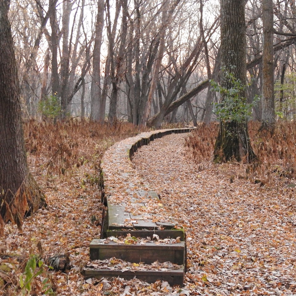 Inevitably, sometime in October, depending on temperature and wind, the woods will go from glowing to barren. In all conditions, Frontenac State Park’s Sand Point trail is lovely. / Photo by Steve Dietz