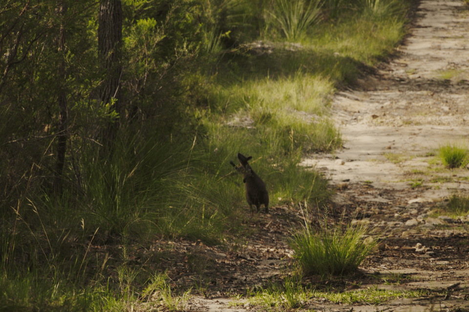 Wallaby feeding on some leaves