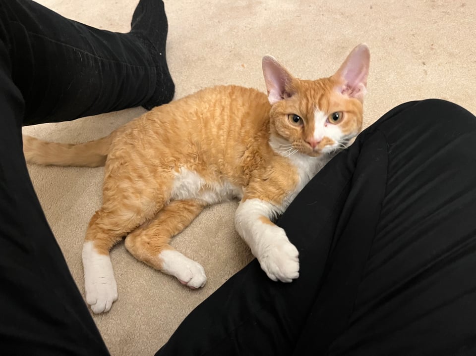 A ginger cat lying on his side, looking towards the camera, with his front paws wrapped around my leg.