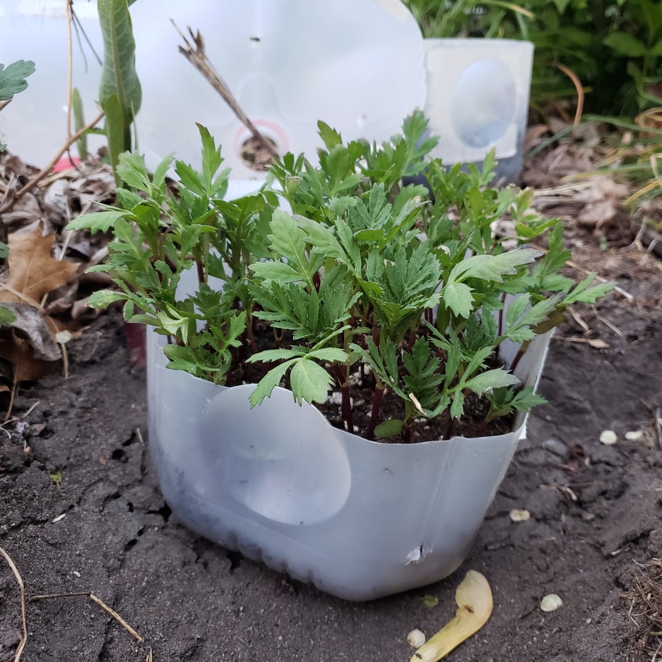 tomato plant in milk jug