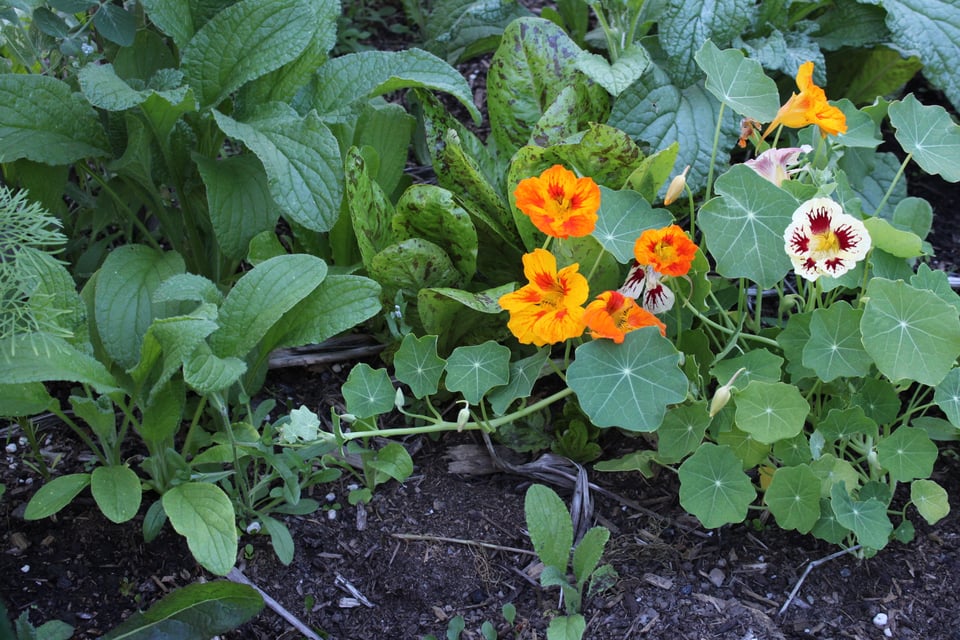 nasturtium in bloom & vining out, lettuce & borage in the background.