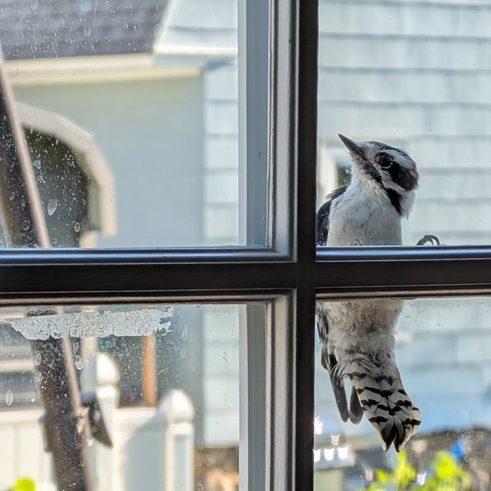 A juvenile woodpecker clings onto the plastic that creates a fake window pane and tries to peck the glass. He looks confused.