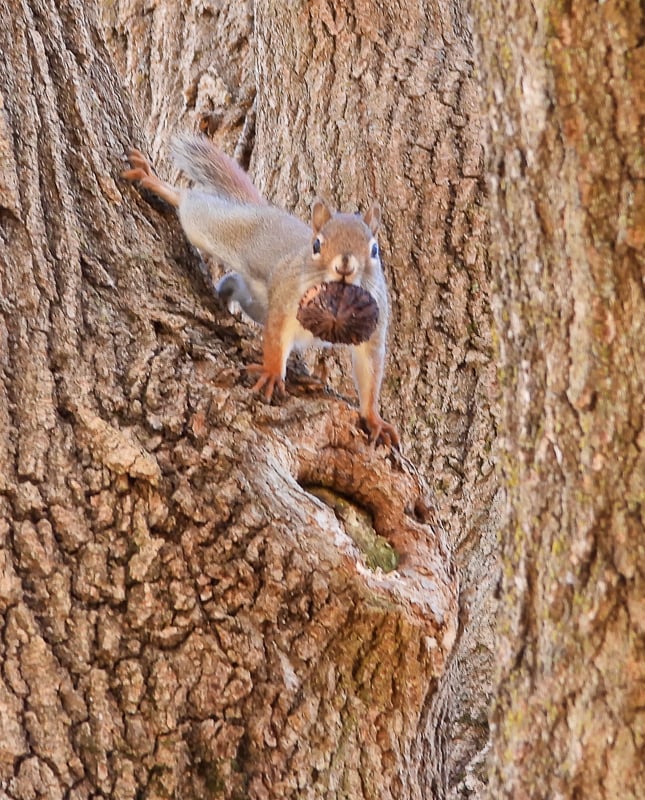 You lookin’ at me? A red squirrel pauses — just briefly – during its 24/7 hunt for winter food to glare at a photographer. / Photo by Steve Dietz