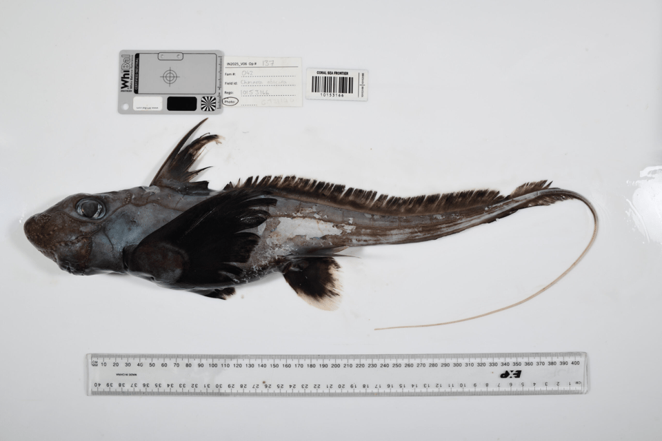 greyish-black shark with fins like little fringed wings and a big eye, laying on its side on a white backgroun. 40 cm long and there's a ruler in the pic
