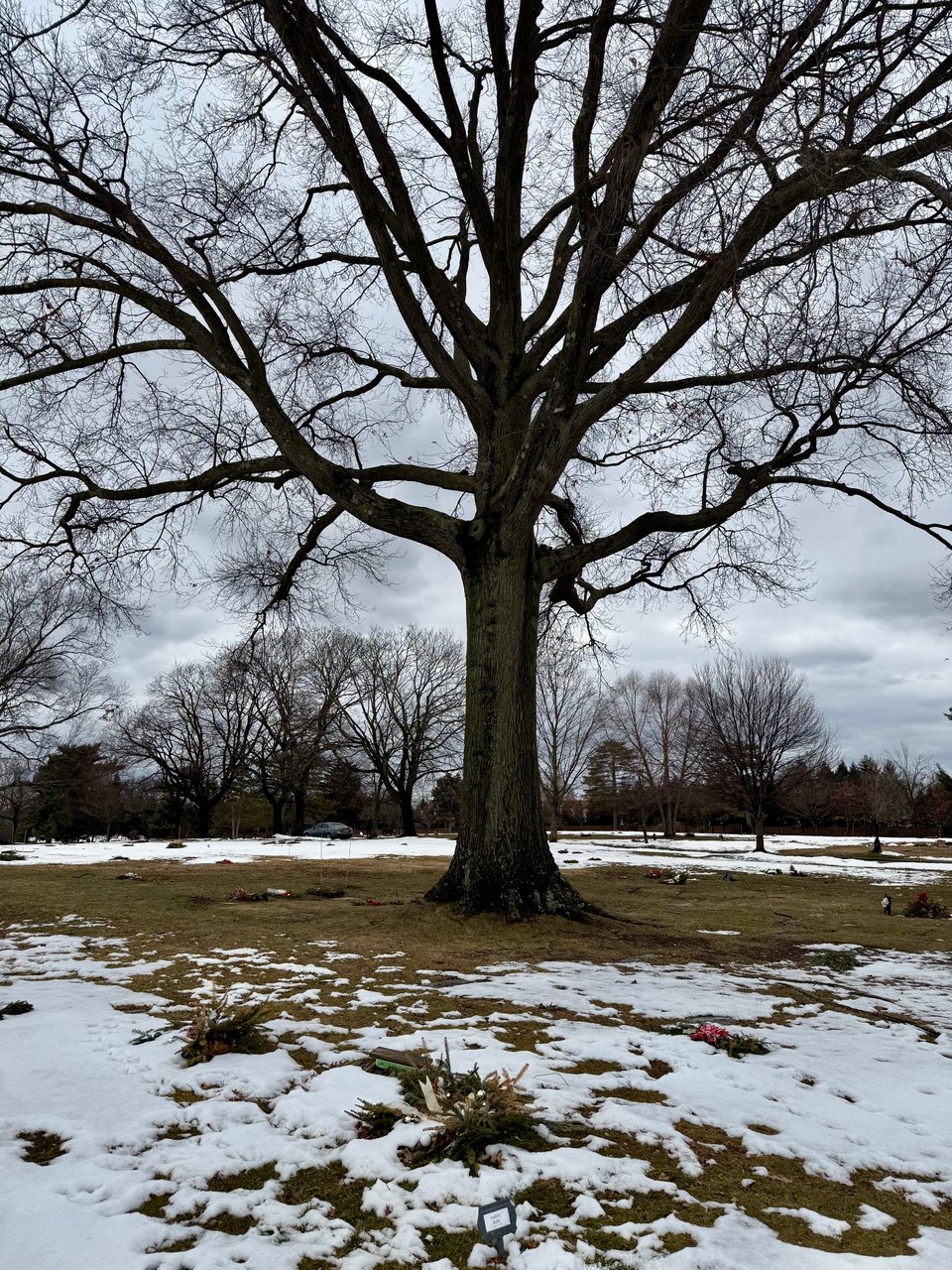 photo of bare tree in a memorial park, with patches of snow around and wreathes on some of the memorial plaques