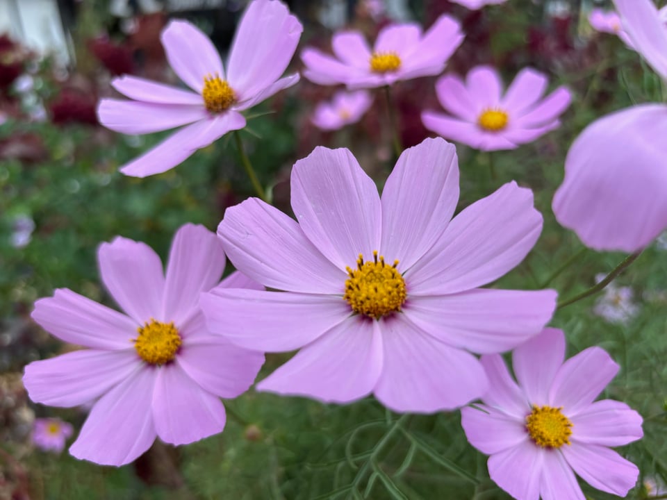 Lavender cosmos