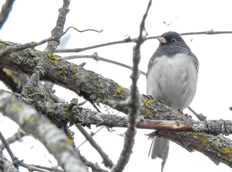 Dark-eyed Juncos are our constant cheerful companions in winter, when they show up in southern Minnesota. / Photo by Steve Dietz