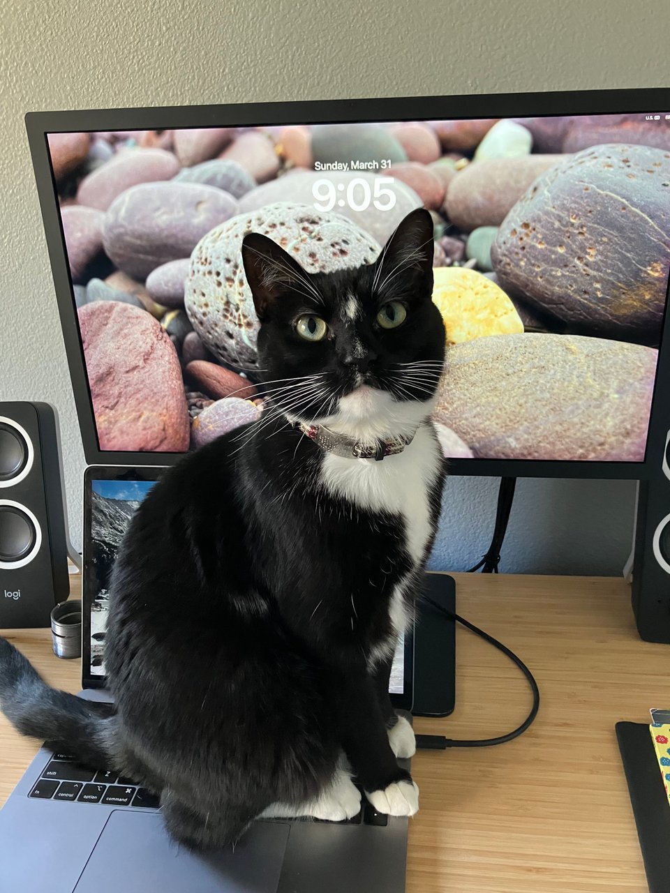 My tuxedo cat, Mira, sitting on the key of my MacBook, blocking me from seeing the display. She's making eye contact with the camera.