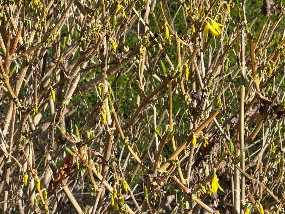 Close-up of a forsythia shrub just coming into bloom with lots of green buds and a very few yellow flowers.