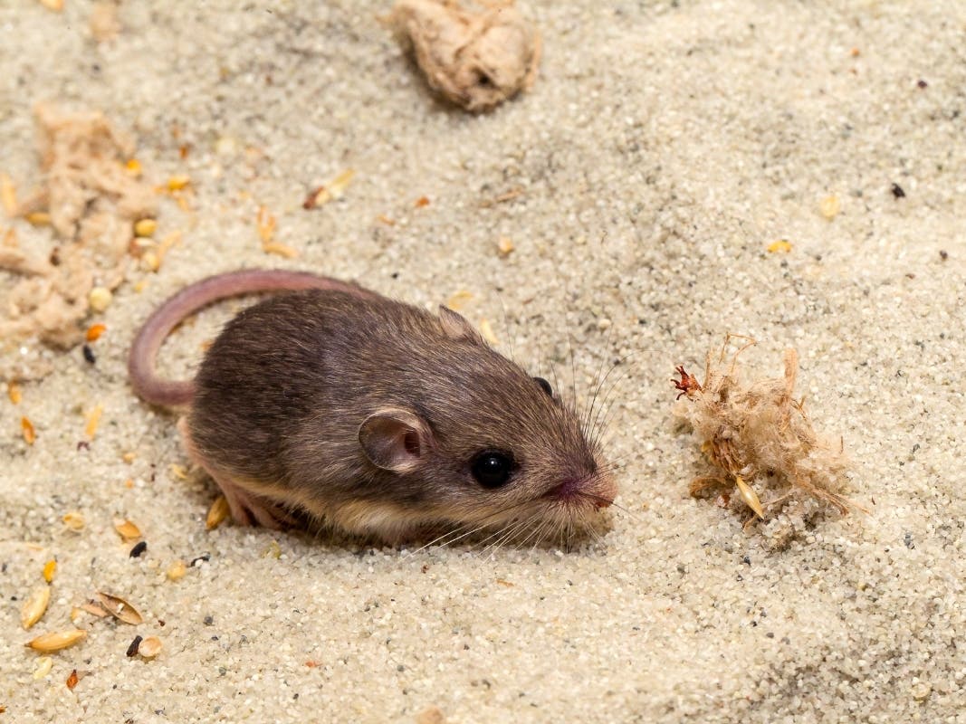 A very small mouse walking on sawdust