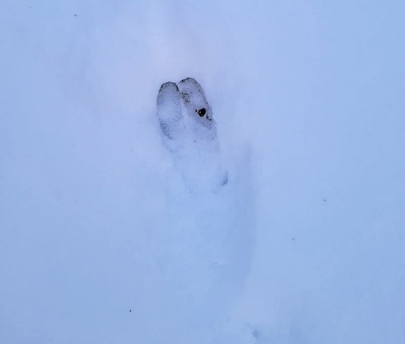 Something continues to make these distinctive tracks all over the park. We’ll get to the bottom of it someday. / Photo by Pamela Miller