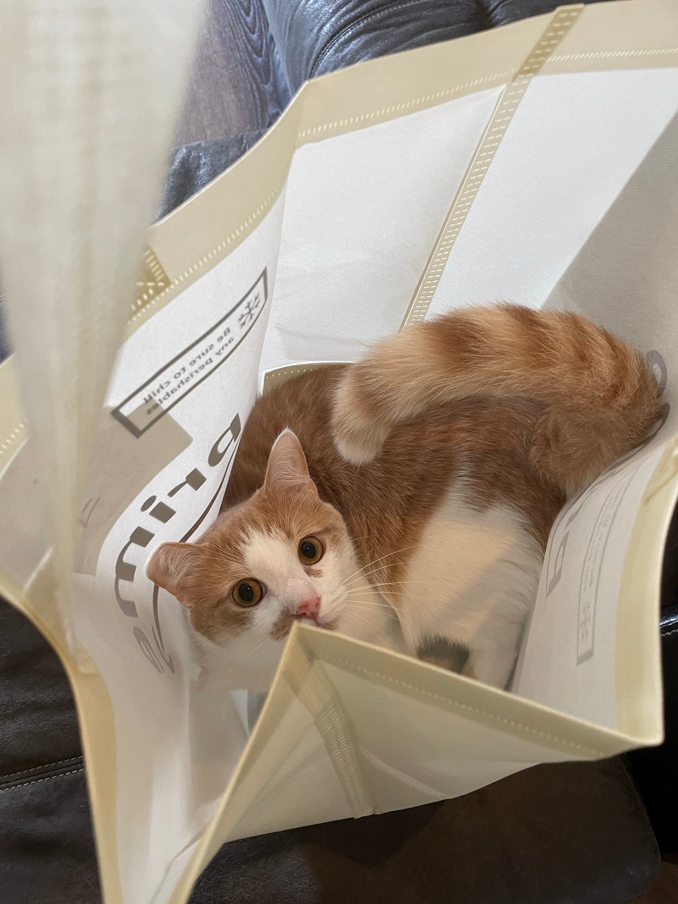 A cat in a bag