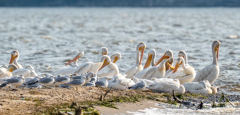 American White Pelicans and assorted gulls gather on  Sand Point in a recent September. / Photo by Steve Dietz