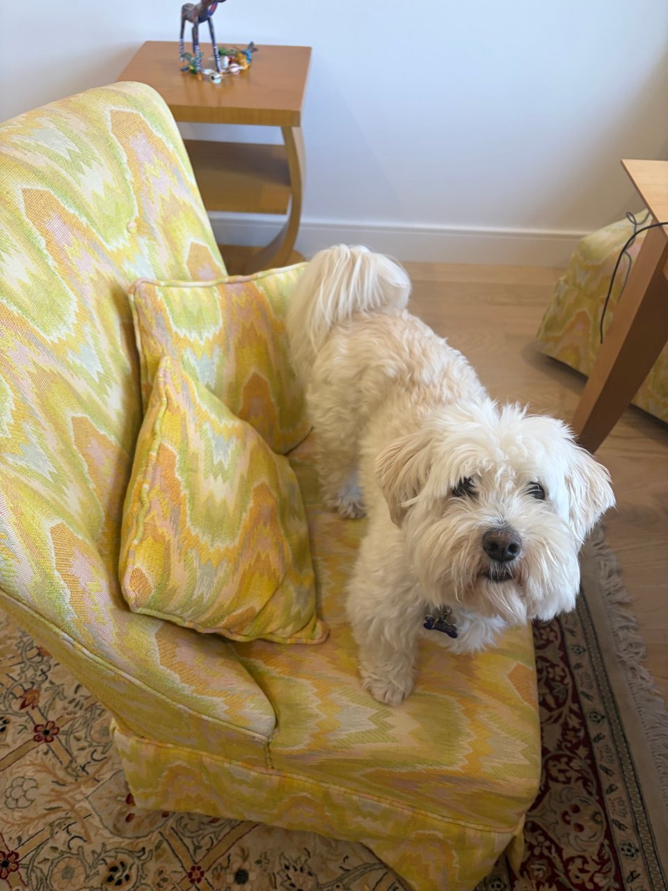 A white fluffy dog standing on a yellow chair