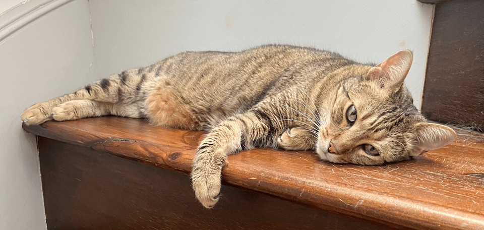 a cat