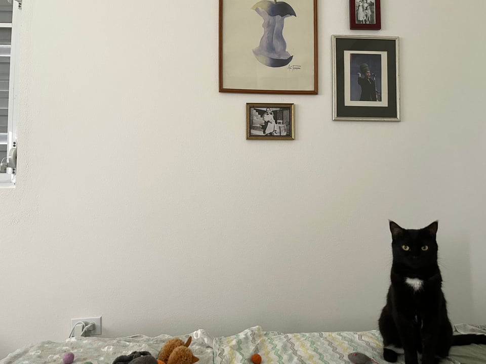 A black cat with a white locket sits on a bed with a bunch of cat toys looking at the camera. There are framed art/photos on the white wall behind her.
