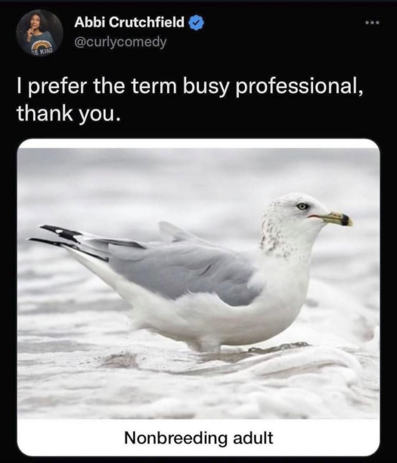 @curleycomedy: A photo of a seagull with the caption "Nonbreeding adult". Comment above the photo reads "I prefer the term busy professional, thank you."