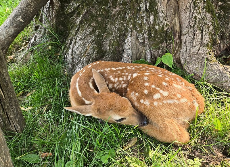 Your newsletter editor almost tripped over this thing on her Old Frontenac property one morning this past May. At twilight, a doe snuck in and escorted it to nearby woods. Mindful that fawns are best left alone, I snapped this photo and skedaddled. / Photo by Pamela Miller