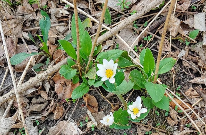 One of these plants we welcome; the other is flora nongrata. Beautiful and delicate, bloodroot (Sanguinaria) emerges in early April. It gets its common name from the reddish sap in its roots. Unfortunately, this one is growing in the shadow of an invasive that also pops up along the edges of woodlands, dame’s rocket (Hesperis matronalis). Dame’s rocket is an opportunistic garden escapee often confused with phlox. / Photo by Pamela Miller