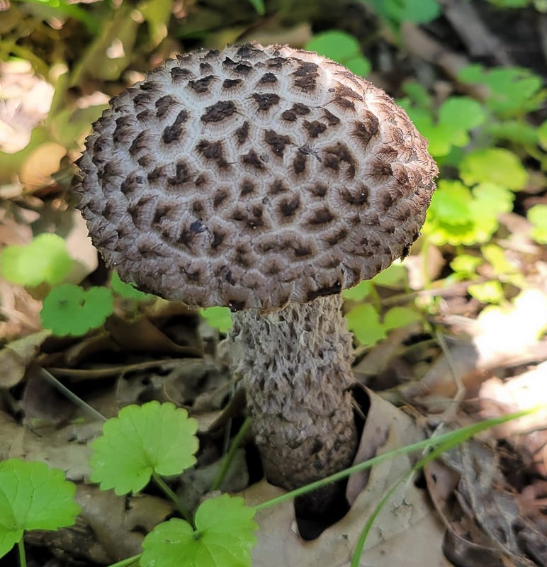 We love the folk names of mushrooms, so evocative in ways that their official Latin ways aren’t always. This one is an old man of the woods (Strobilomyces strobilaceus), which you can occasionally find in late summer or early fall in our park. It grows, usually singly, beneath hardwoods, especially oaks, and especially when conifers are nearby. / Photo by Pamela Miller