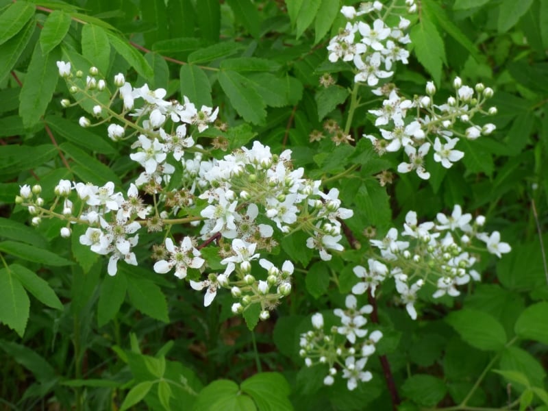The park’s many blackberry bushes are all in bloom. Come back in August for buckets of sweet and beautiful berries! / Photo by Bruce Ause