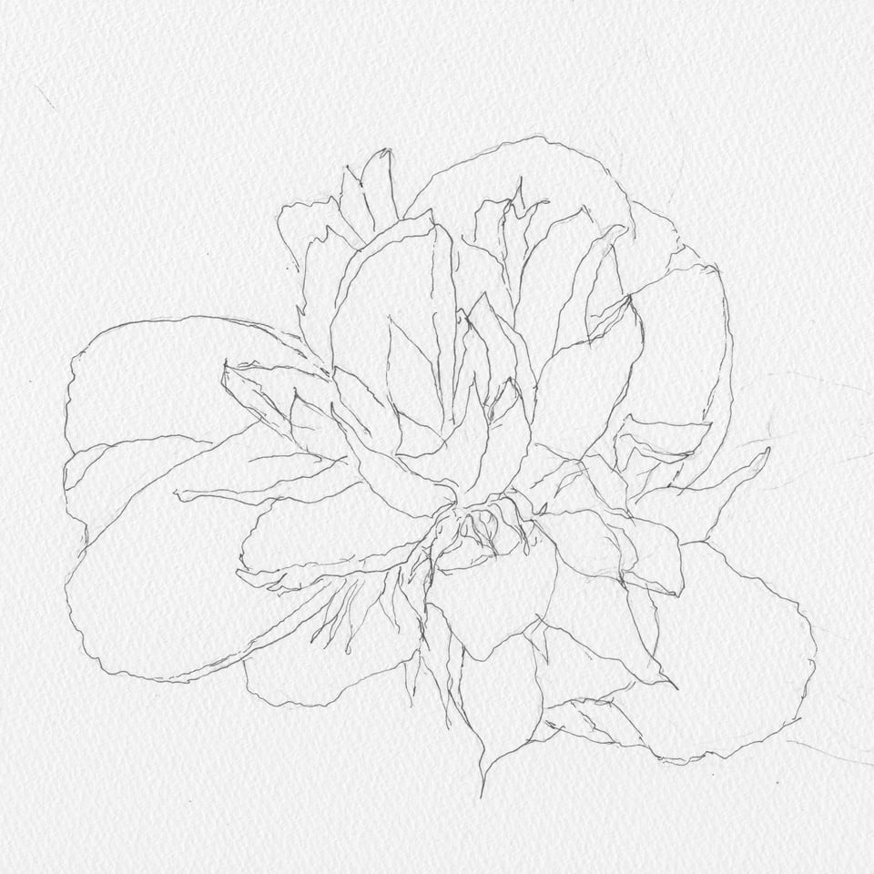 b/w ink drawing of a peony in bloom, with lots of petals emanating from the center