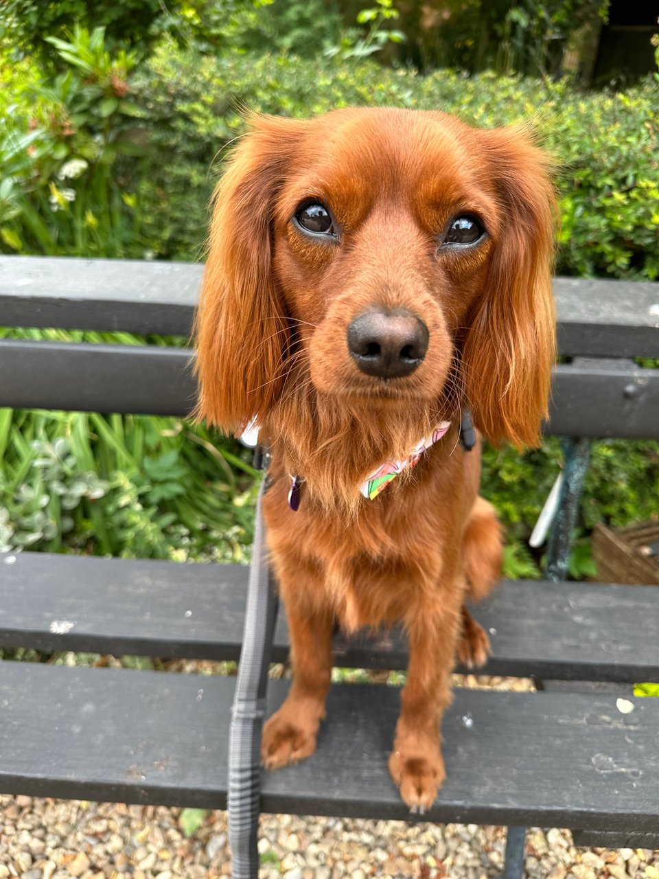 Radio looks directly at the camera.