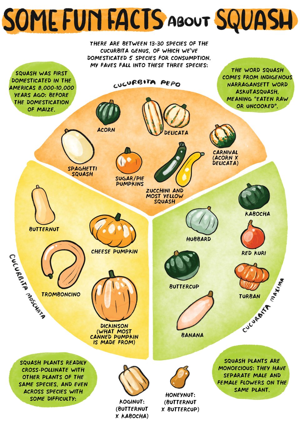 Some fun facts about squash:
Squash was first domesticated in the americas 8000-10000 years ago - before the domestication of maize.
The word squash comes from indigenous Narragansett  word askutasquash meaning “eaten raw or uncooked”.
Squash plants are monoecious: they have separate male and female flowers on the same plant.
Squash plants readily cross-pollinate with other plants of the same species, and even across species with some difficulty.
There are between 13-30 species of the cucurbita genus, of which we’ve domesticated 5 species for consumption. my faves fall into these three species:
C. pepo: Acorn, Delicata, Carnival (acorn x delicata), spaghetti squash, most sugar/pie pumpkins, zucchini and most yellow squash.
C. Moschata: Butternut, Cheese pumpkin, Tromboncino, Dickinson (what most canned pumpkin is made from).
C. Maxima: Hubbard, Buttercup, Banana, Turban, Red Kuri.