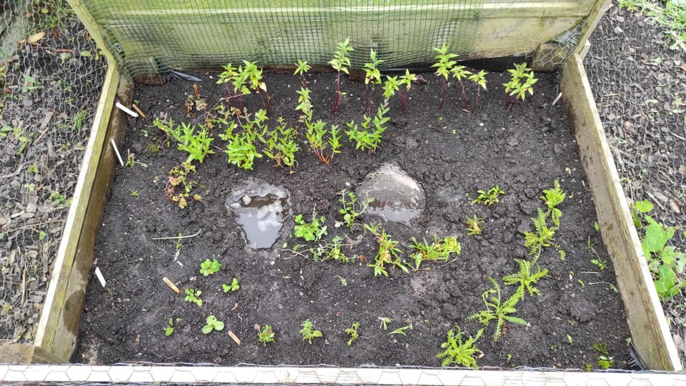 Little plants in a raised bed with 2 mini pools of water