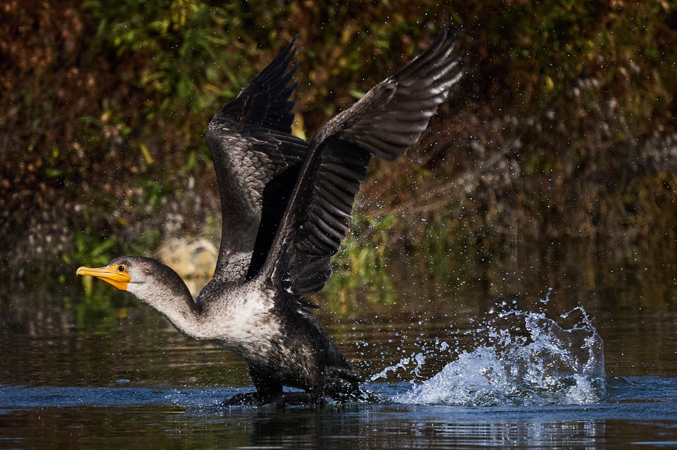 A large black bird taking off from the water