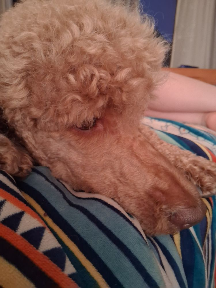 A light brown poodle head is draped over a striped blanket. The poodle is fluffy and looks a little worried.