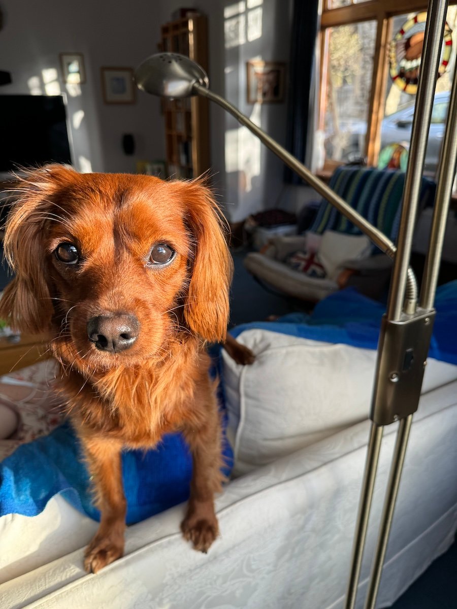 A cute dog stares out a sunlit window.
